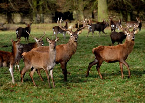 A deer herd at Studley Royal in North Yorkshire, with red, fallow and sika deer.  Picture: Gary Longbottom