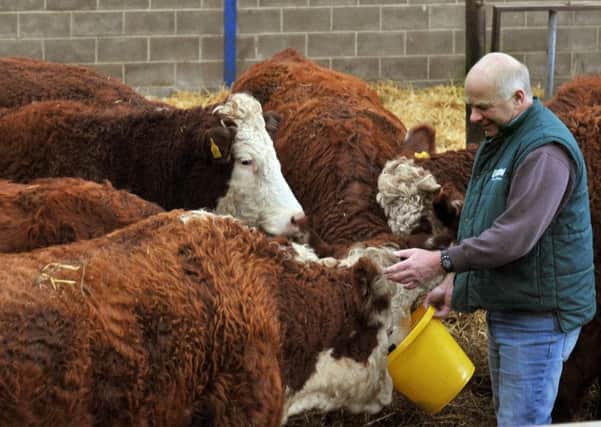 Leslie Brown feeds some of his Hereford X Limousin cattle.  Picture: Gary Longbottom.