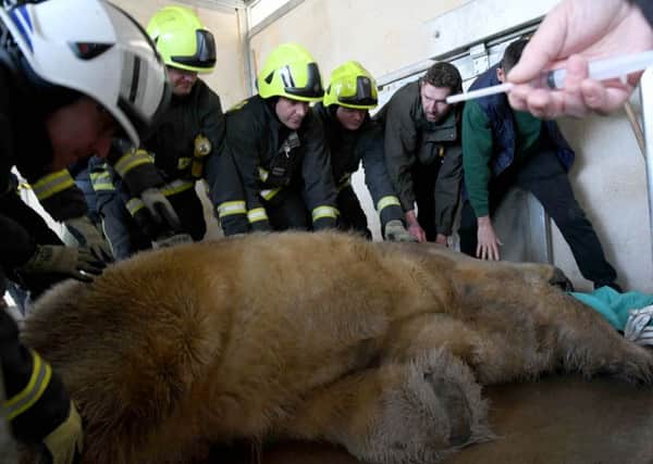 Yorkshire Wildlife Park.
Victor the Polar Bear gets a health check and visit to dentists, with a little help from South Yorkshire Fire Brigade.
Photo courtesy Yorkshire Wildlife Park.