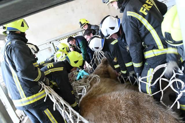 Yorkshire Wildlife Park.
Victor the Polar Bear gets a health check and visit to dentists, with a little help from South Yorkshire Fire Brigade.
Photo courtesy Yorkshire Wildlife Park.