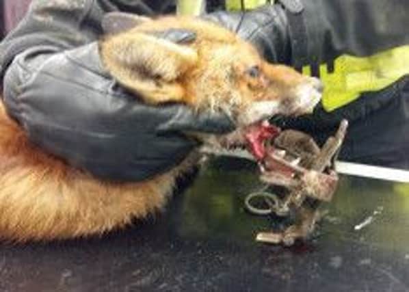 The gin trap was found clamped to the male fox's lower jaw.  Pictures: RSPCA