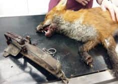 Vets worked to release the trap from the injured fox but such was the pain being suffered by the animal that the decision was made to put it down.