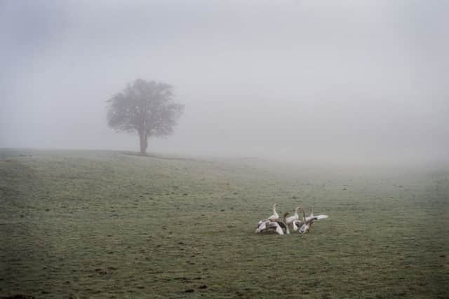 A cold, foggy, frosty start to the day in North Yorkshire. 
Picture: James Hardisty.