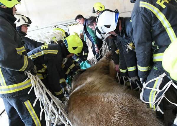Firefighters hoist Victor, the polar bear, into place