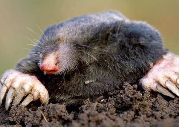 It is estimated that there are around 40 million moles in the UK.