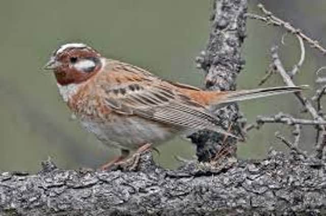 There have been only about 50 Uk recordings of the pine bunting since the first on Fair Isle in 1911.