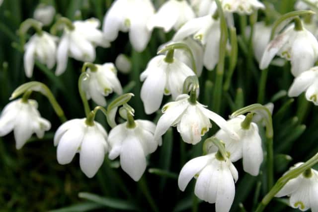 WINTER WONDER: Snowdrops are blooming beautifully right now.