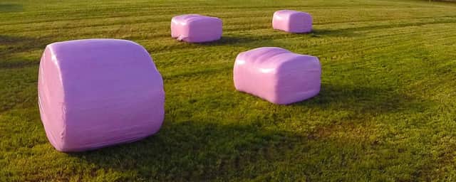 Pink wrapped silage bales