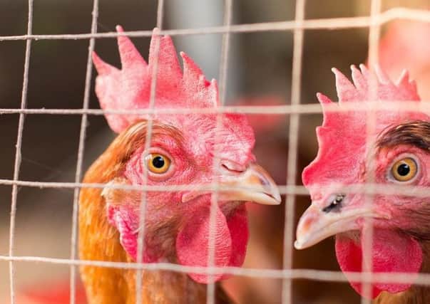 Bird flu has been confirmed in a handful of chickens and ducks