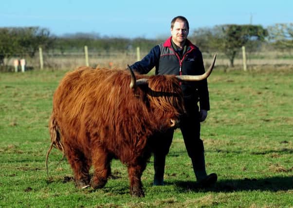 David Shepherdson has found that having Highland cattle is a perfect balance for the rest of the farming operation.  Picture: Simon Hulme