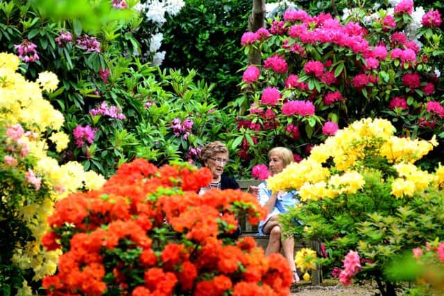 8 June 2016....Visitors to Wentworth Castle Gardens, in Stainborough near Barnsley, enjoy the azaleas and rhododendrons as the warm sunny weather is set to end in Yorkshire before the weekend. Picture Scott Merrylees