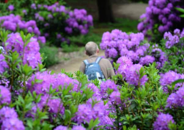8 June 2016....Visitors to Wentworth Castle Gardens, in Stainborough near Barnsley, enjoy the azaleas and rhododendrons. Picture Scott Merrylees