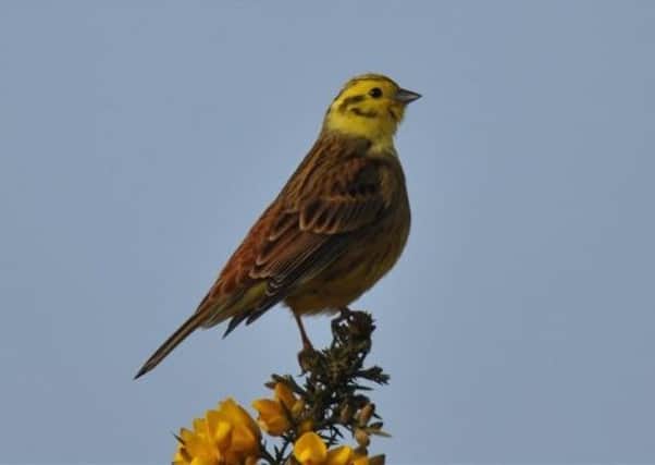 The yellowhammer population fell 54 per cent between 1970-98 and is now red listed as a bird of conservation concern.