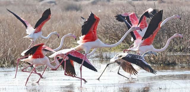 Flamingos take off at Kalloni Salt Pans in Lesvos, Greece.