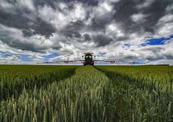 Scientists are seeking to increase wheat yields with a new variety of genetically engineered crops.   Picture: James Hardisty