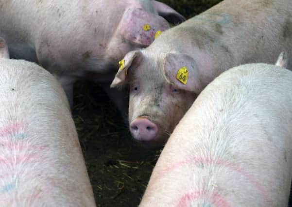 Red Tractor pig farmers are already take a sensible approach to the use of antibiotics in their herds, according to Red Tractor's Mike Sheldon.