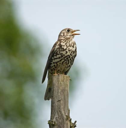 The far-reaching song of the mistle thrush can bring a touch of cheer on the greyest of days.   Picture: RSPB