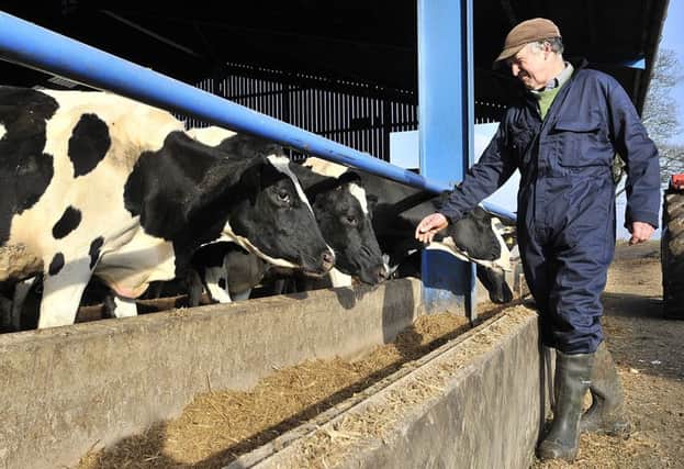Steve Smith tends to the dairy cattle at Binnington on the outskirts of Scarborough.   Pictures: Richard Ponter