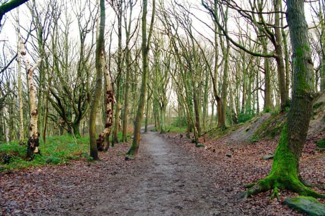 One of the paths through Bramley Fall Wood