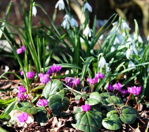 SMALL WONDER: Cyclamen coum grow well with snowdrops.
