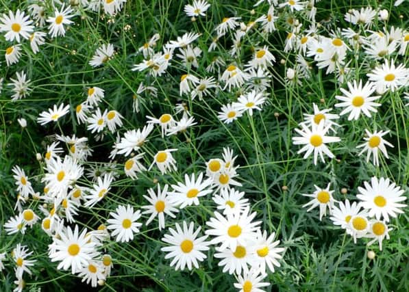 SUMMER LOVING: The marguerite daisy flowers prolifically in a sunny, sheltered site.