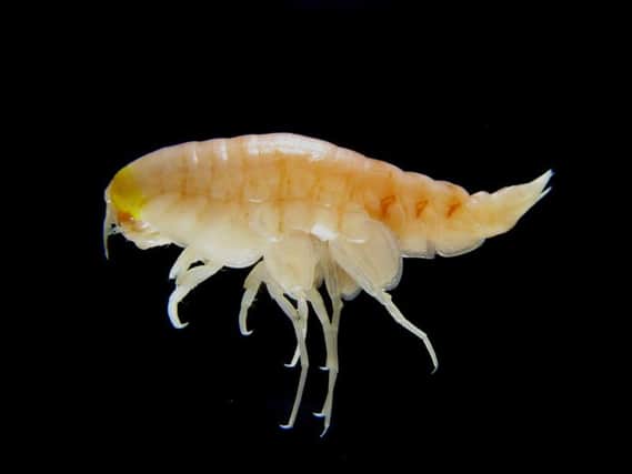Embargoed to 1600 Monday February 13

Undated handout photo issued by Newcastle University of an amphipod found in the deepest reaches of the Pacific Ocean, which showed high levels of persistent organic pollutants that were banned in the 1970's. PRESS ASSOCIATION Photo. Issue date: Monday February 13, 2017. See PA story ENVIRONMENT Pollutant. Photo credit should read: Newcastle University/PA Wire

NOTE TO EDITORS: This handout photo may only be used in for editorial reporting purposes for the contemporaneous illustration of events, things or the people in the image or facts mentioned in the caption. Reuse of the picture may require further permission from the copyright holder.