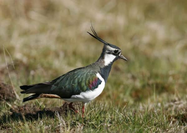 A lapwing, photographed by Carl Watts/Yorkshire Wildlife Trust.
