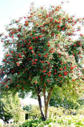 WORTH CONSIDERING: Some forms of mountain ash are ideal for a smaller garden.