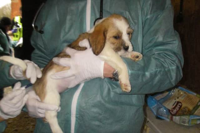 Aa dog from the puppy farm run by Sean Kerr, 52, who was jailed for six months for animal cruelty offences.
