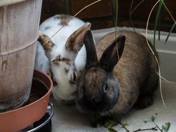 Pickle and Pepper were found outside a veterinary surgery in Leeds on Bonfire Night