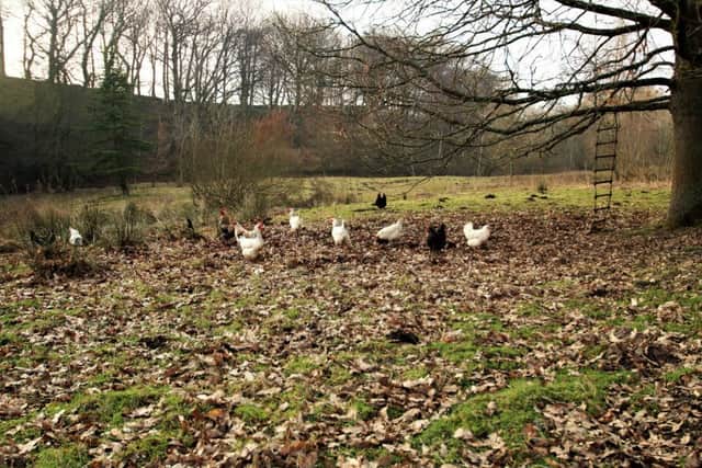 Mill Gill's free-range chickens