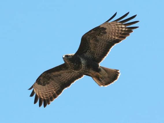 Police are investigating after a buzzard was shot and killed in North Yorkshire