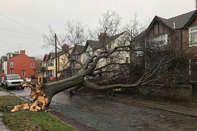 Picture from the Twitter feed of Chris Hine of a fallen tree in Aigburth, Liverpool
