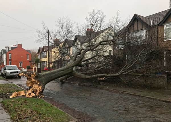 Picture from the Twitter feed of Chris Hine of a fallen tree in Aigburth, Liverpool