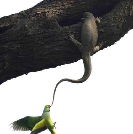 These Indian rose-ringed parakeets returned to their nest to find a Bengal monitor lizard had taken up residence. Taken by Ganesh H. Shankar who topped the birds category.