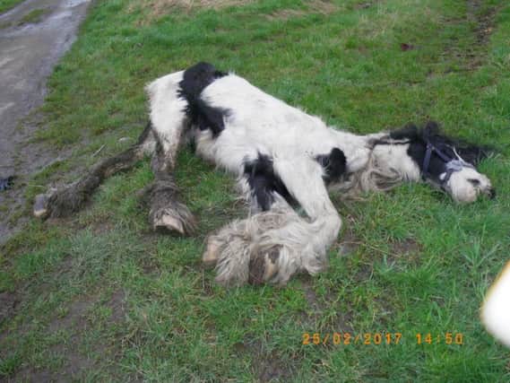 The dead horse found near Snaith, East Yorkshire, yesterday