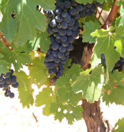 There is absolutely no difference between Shiraz and Syrah grape varieties.