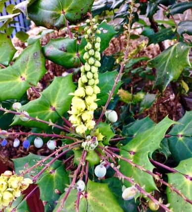 GOOD CHOICE: A mahonia is an excellent shrub for most gardens.
