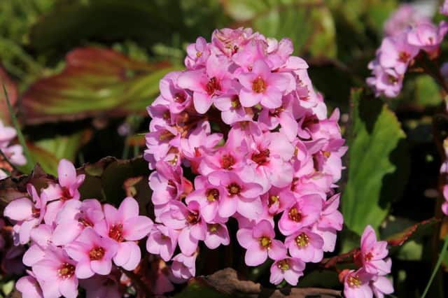 FLOWER POWER: Spring colour from Bergenia cordifolia.