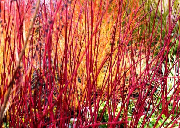 SEEING RED: The vivid stems of Cornus.