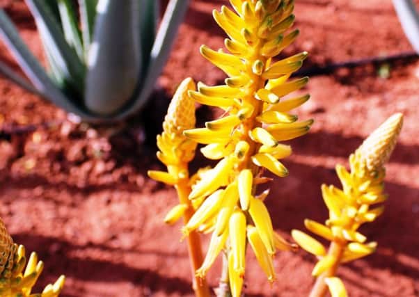 MELLOW YELLOW: The striking flowers of Aloe vera.