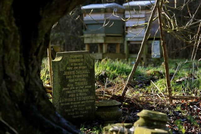 Beehives  in York cemetery