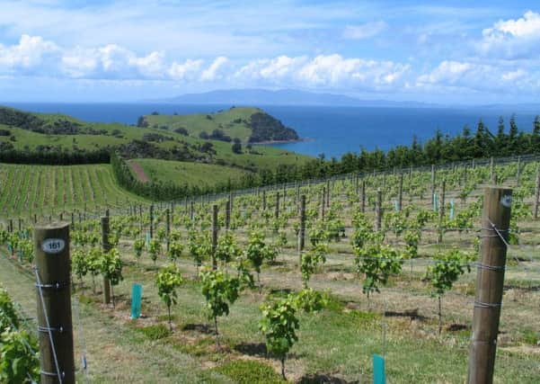 Vines grow on Waiheke with a view of the sea.