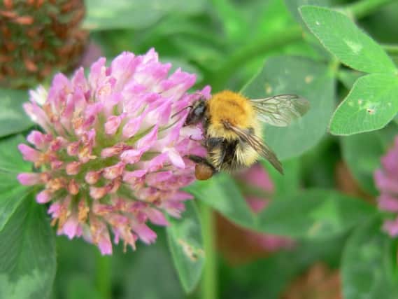 Pictured is a common carder bee foraging a red clover. The study by the UK's Centre for Ecology & Hydrology has been published in the Nature journal.  Picture: Claire Carvell.