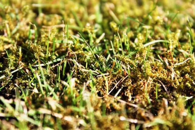 LOW LIFE: Moss is an unwanted visitor in many lawns.