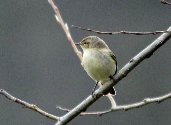 Chiffchaffs can be easily seen on the bare branches with their song a landmark sound of the season.