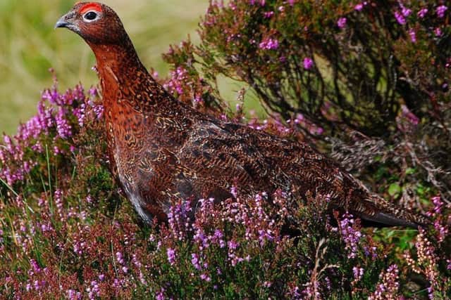 A fine red grouse, feeding on heather.