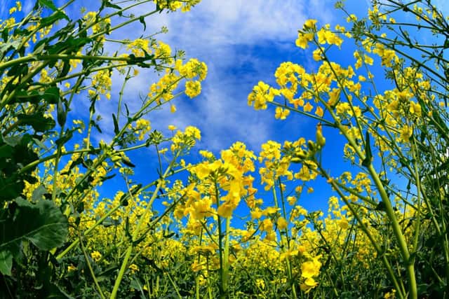 It has been estimated that a total ban on glyphosate would reduce UK production of oilseed rape by 10 per cent.