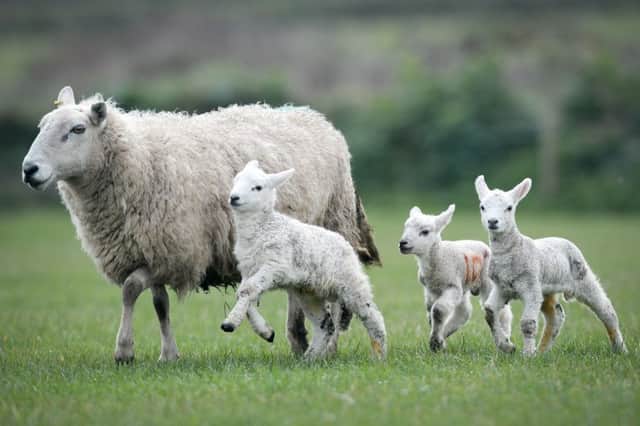 Lambing flocks have experienced higher than normal losses.  Picture: Ben Birchall/PA Wire