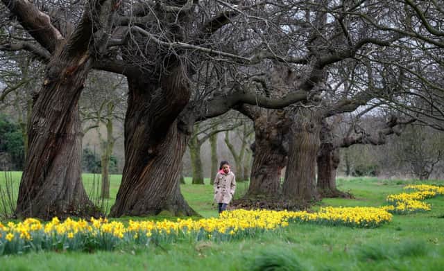Isla Stanton, 10, enjoys the daffodils in Foots Cray Meadow near Sidcup, Kent.